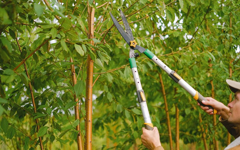 Tree trimming in Greenbrae, CA